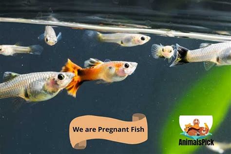 Pregnancy in fish .